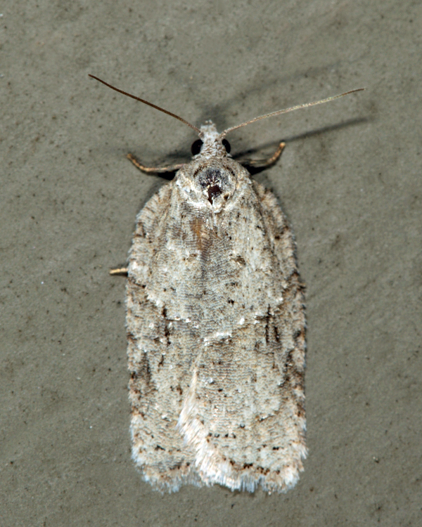 North American Black-headed Birch Leaffolder Moth
