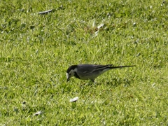 Motacilla alba