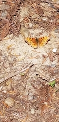 Polygonia satyrus