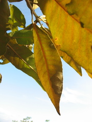 Croton cuneatus