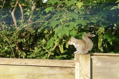 Sciurus carolinensis