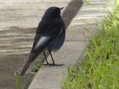 Phoenicurus ochruros