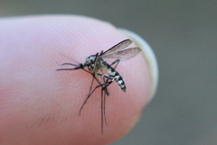 Aedes triseriatus