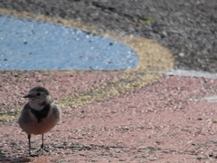 Motacilla alba