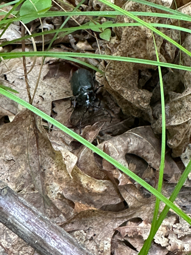Broad-necked Root Borer photo 3