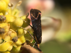 Adela caeruleella