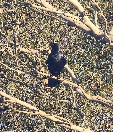 Little Raven