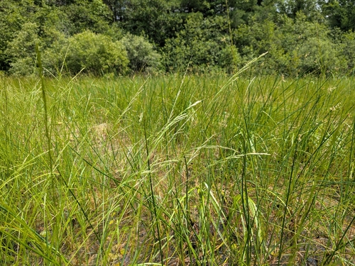 Glyceria septentrionalis observed 2026-07-06
