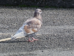 Columba livia domestica