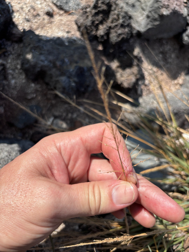 Sporobolus pyramidatus observed 2026-06-30