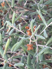 Grevillea floribunda