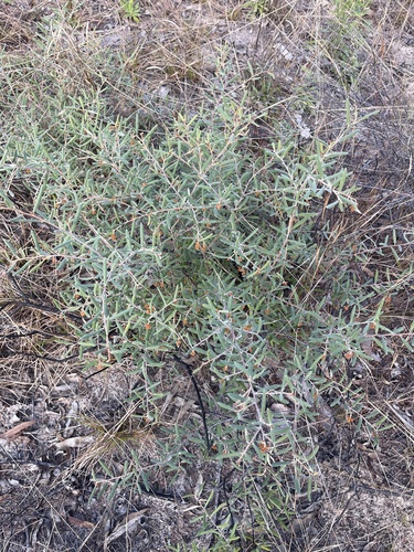 Grevillea floribunda, photograph 2
