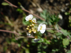 Arabidopsis arenosa