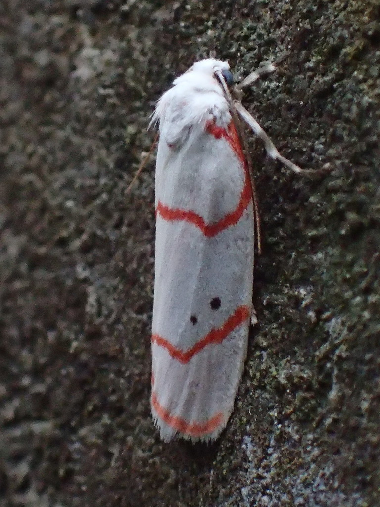 Cyana sanguinea