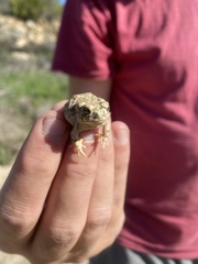 Anaxyrus californicus