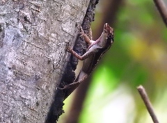 Anolis lemurinus