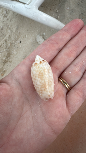 oliva reticularis, 2026-06-01