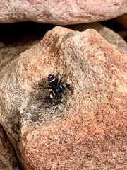 Phidippus audax