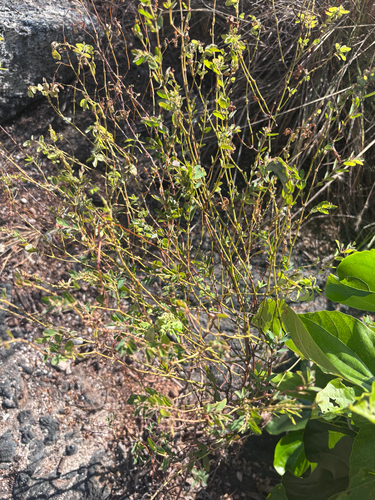 Euphorbia hyssopifolia observed 2026-06-30