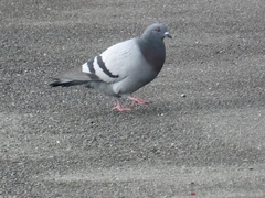 Columba livia