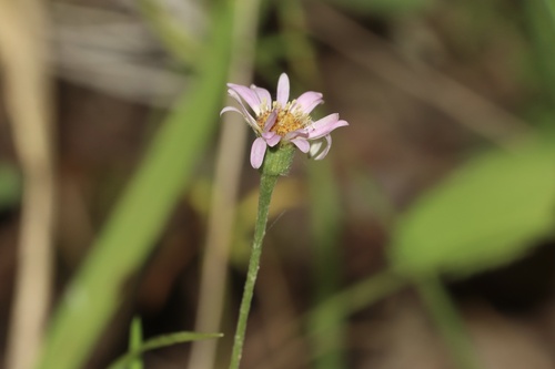Erigeron hyssopifolius, photograph 2