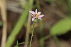 Erigeron hyssopifolius, photograph (c) Dustin Snider, some rights reserved (CC BY)