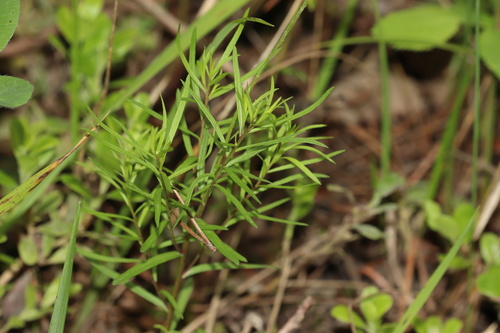 Erigeron hyssopifolius, photograph 3