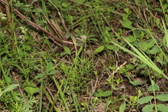 Erigeron hyssopifolius, photograph (c) Dustin Snider, some rights reserved (CC BY)