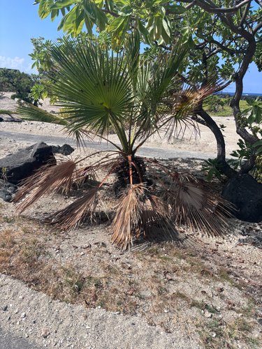 Washingtonia robusta observed 2026-06-30
