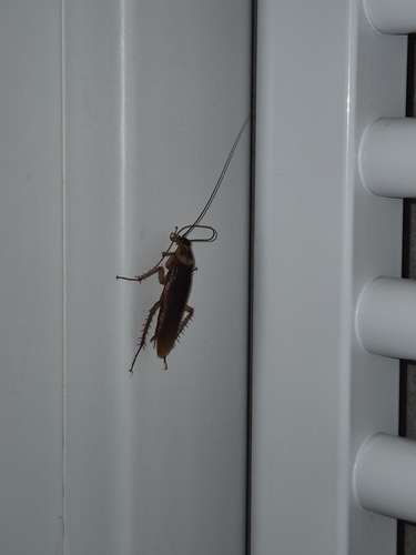 American Cockroach