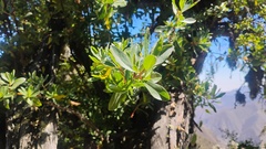 Escallonia resinosa