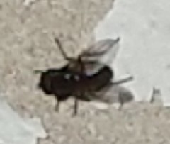 Diptera