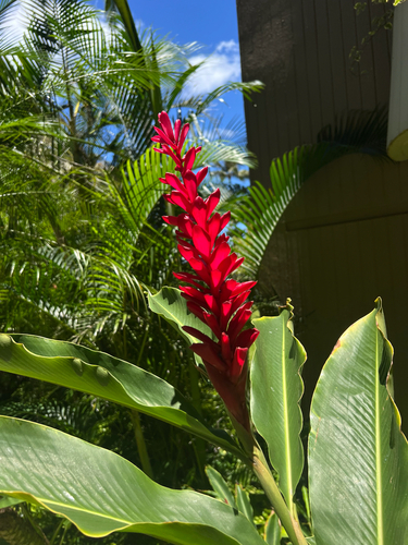 Alpinia purpurata observed 2026-07-06