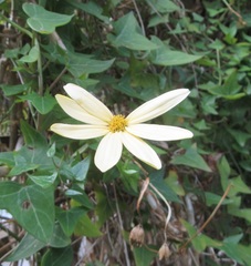 Senecio macroglossus
