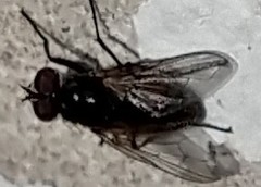 Diptera