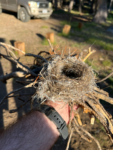 iNaturalist observation photo of Perching Birds