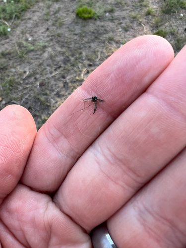 iNaturalist observation photo of Western Treehole Mosquito