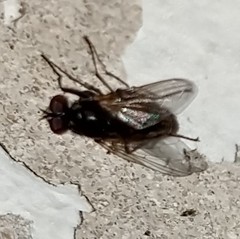 Diptera