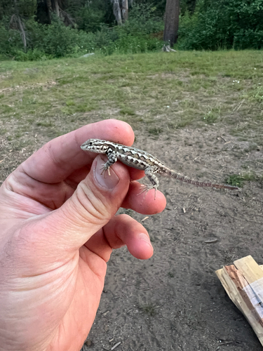 iNaturalist observation photo of Common Sagebrush Lizard