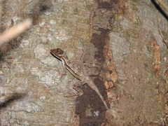 Anolis lemurinus