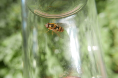 Epistrophe nitidicollis