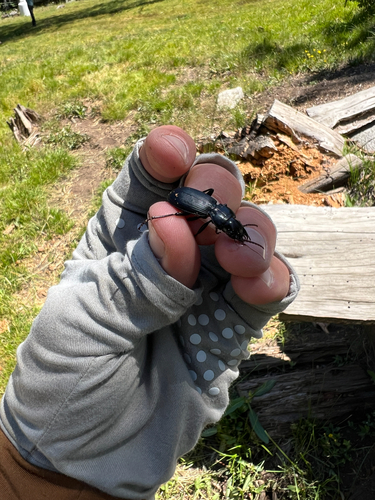 iNaturalist observation photo of Pterostichus lama