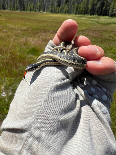 iNaturalist observation photo of Western Terrestrial Garter Snake