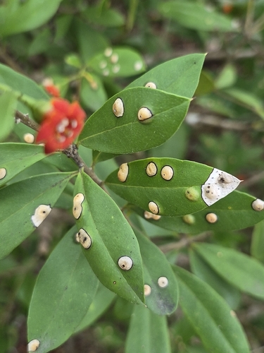 Bonellia macrocarpa, photograph 4