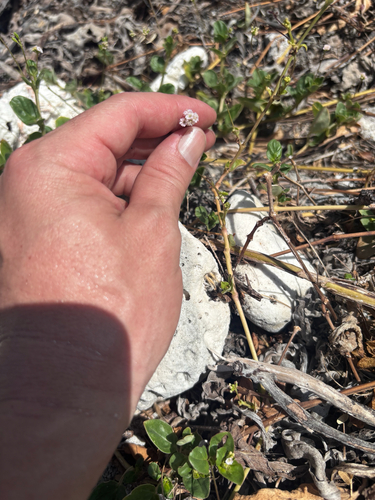 Boerhavia repens observed 2026-06-30