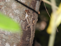 Anolis lemurinus