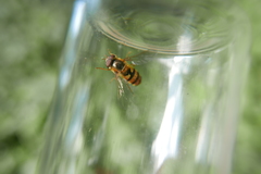 Epistrophe nitidicollis