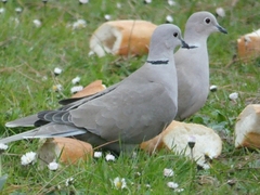 Streptopelia decaocto