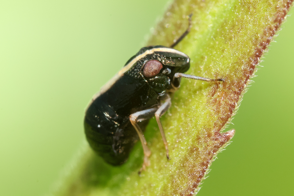 Bruchomorpha dorsata