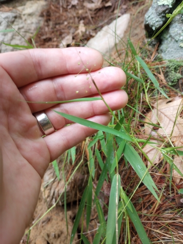 Dichanthelium columbianum observed 2026-07-06